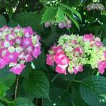 大手筋商店街近く 「梅の花」は紫陽花の隠れた名所!【お店】【まち】