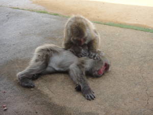 嵐山特集 嵐山モンキーパークいわたやま お猿の楽園にお邪魔しよう 観光 Kyotopi キョウトピ 京都観光情報 旅行 グルメ