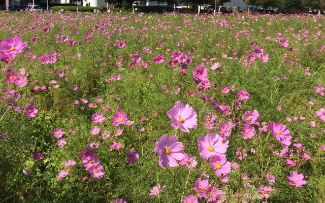 亀岡 圧巻 800万本 のコスモス 亀岡夢コスモス園 イベント Kyotopi キョウトピ 京都観光情報 旅行 グルメ