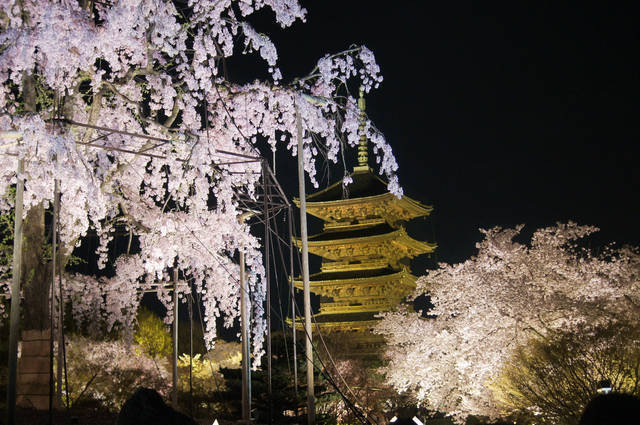 夜桜と五重塔が織りなす幻想的な世界 東寺 教王護国寺 4 16まで Kyotopi キョウトピ 京都観光情報 旅行 グルメ