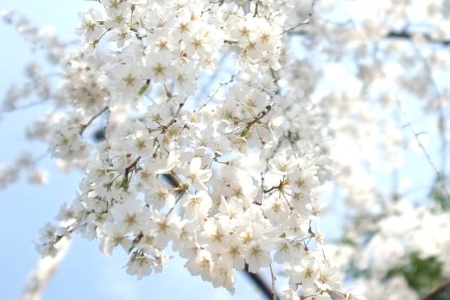 15種・40本の桜が楽しめる車折神社「渓仙（けいせん）桜」が見頃