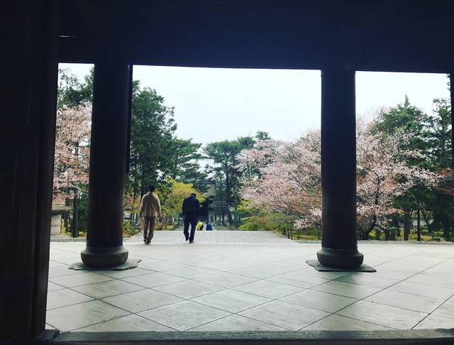 【2019京都桜情報】洛東の名所をぐるっと桜パトロール☆南禅寺～清流亭～インクライン～哲学の道～鴨川