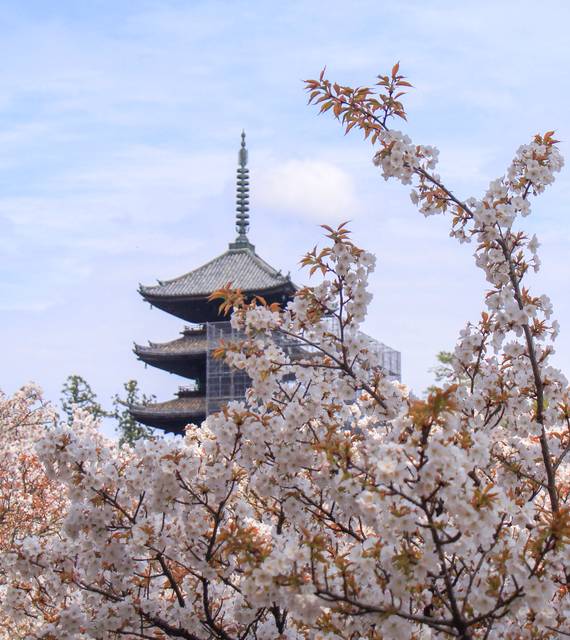 【桜の京都】遅咲き桜の名所～世界遺産 仁和寺の御室桜～