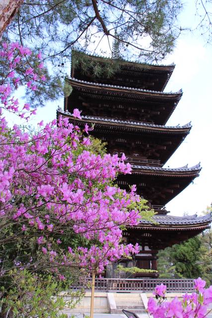 【初ライトアップ】世界遺産 仁和寺 青もみじライトアップ【御室仁和寺】