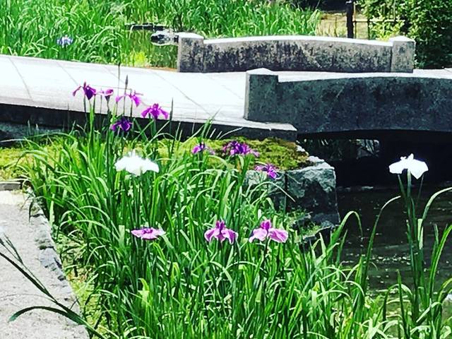 【京都の花】南禅寺界隈の数寄屋造りを彩る遅咲き花菖蒲☆道すがらの穴場スポット「野村碧雲荘」