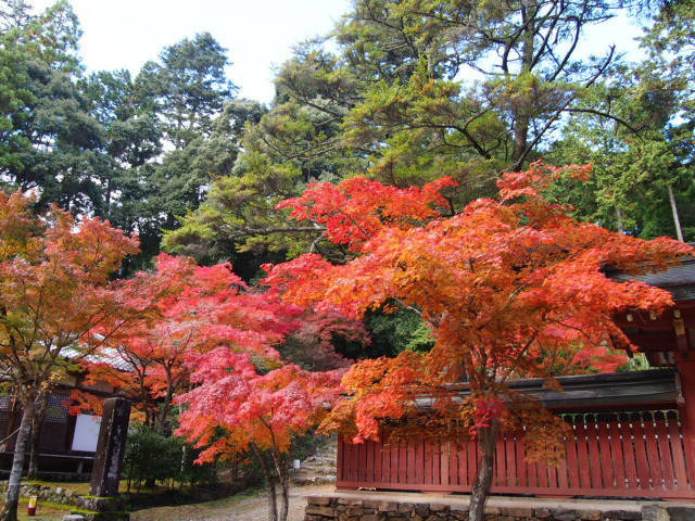 とっておきの京都の紅葉「高雄編 」紅葉の名所から地元グルメまで