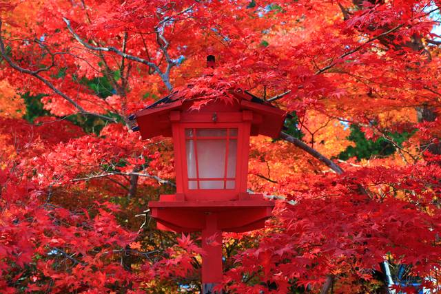 早秋に見頃を迎え真紅の紅葉に癒される「鍬山神社（くわやまじんじゃ