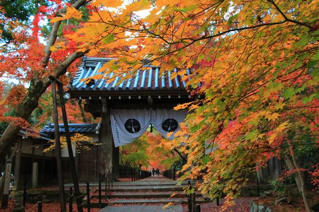 京都紅葉 長岡京の紅葉名所 光明寺 長岡京市 Kyotopi キョウトピ 京都観光情報 旅行 グルメ