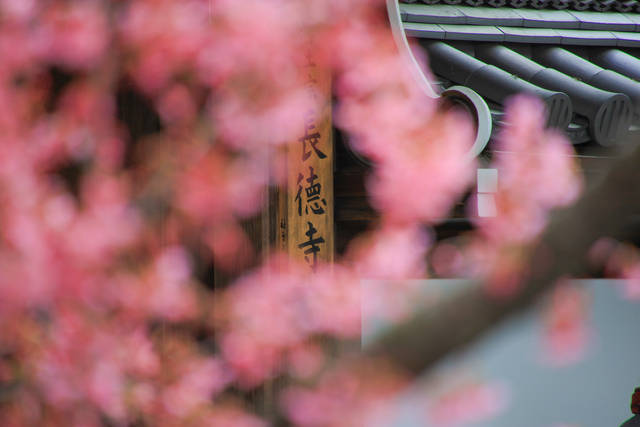 【桜の京都2020】早春に咲く小さい花の可愛い桜「長徳寺おかめ桜」【京都花めぐり】