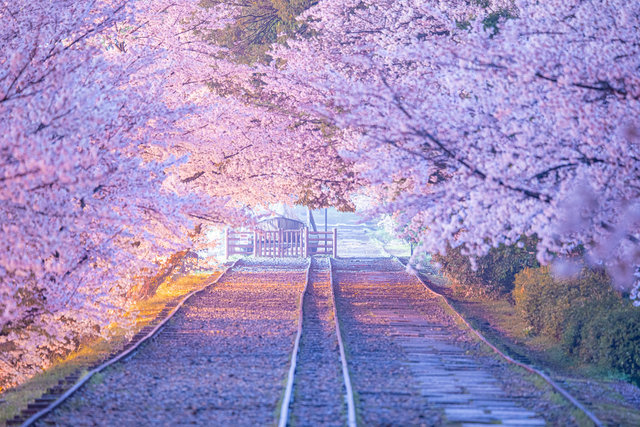 世界に誇る美しさ『桜が溢れる京都』 SNS写真家が切り撮った幻のような