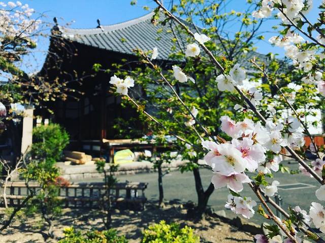 【2020京都桜情報】“桜寺”と称される伏見の隠れた名所！薄墨色の『墨染桜』必見「墨染寺（ぼくせんじ）」