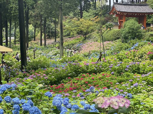 【京都観光】初夏の京都、色とりどりの紫陽花を見に行こう『三室戸寺』