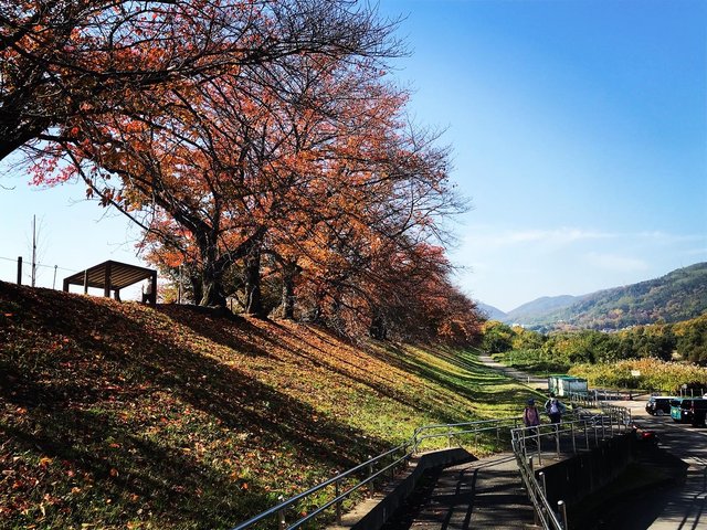 【2020京都紅葉最新】春だけじゃない絶景！京都屈指の桜並木トンネル「背割堤」