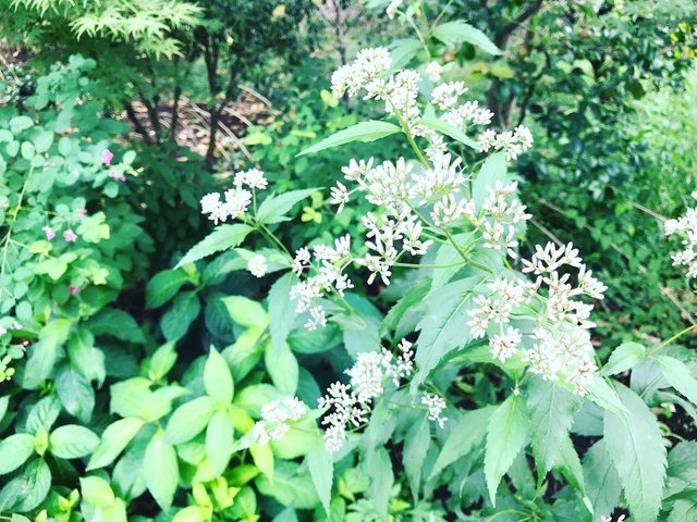 【京都の花】絶滅危惧種☆京都御苑の新設バリアフリーに秋の七草『藤袴（フジバカマ）』