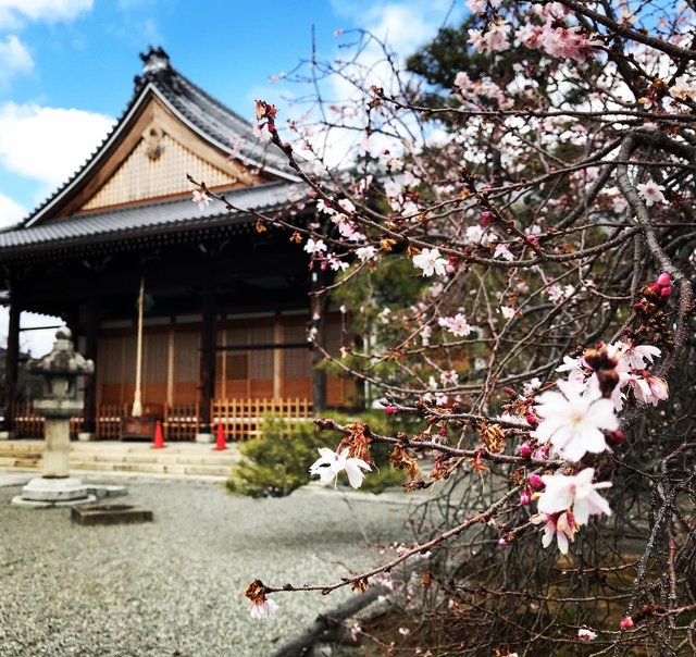 京都桜2023】西陣の『御会式桜』名所☆歌人に愛された『妙蓮寺椿