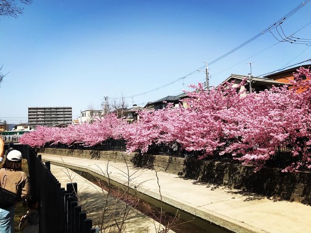 2023春の京都】伏見・淀水路の早咲き桜『河津桜』満開☆見物客大賑わい