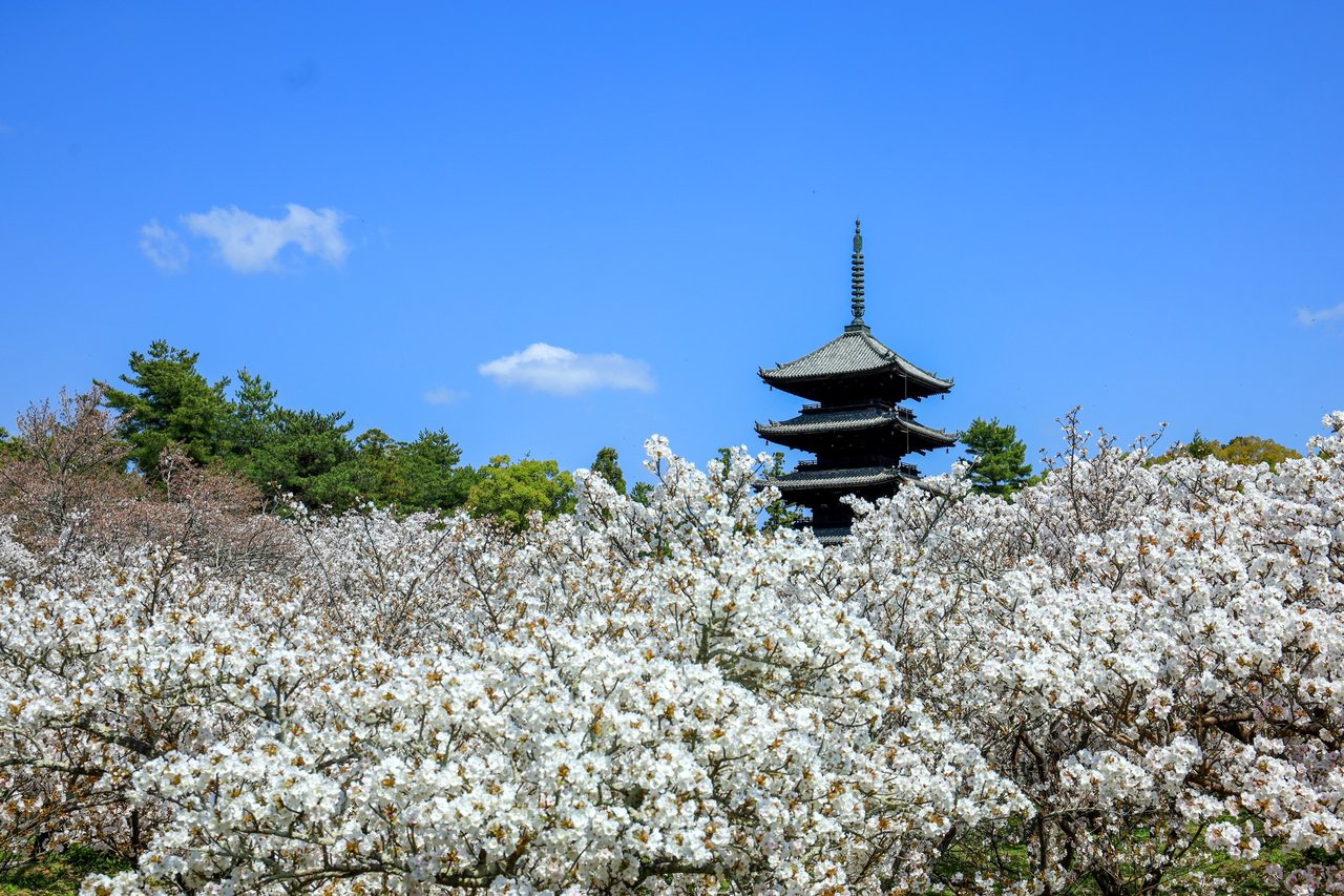 【京都の桜2023】満開の御室桜は圧巻の美しさ「世界遺産 仁和寺」