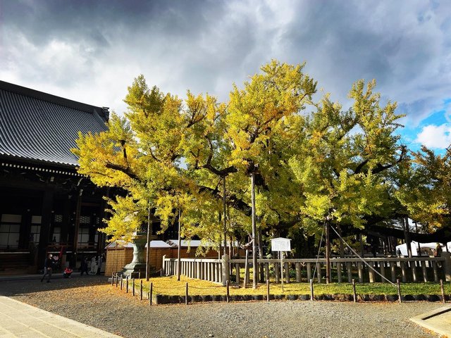 京都紅葉最新2023】京都駅スグの黄金銀杏の名所☆献菊展や『お西の市