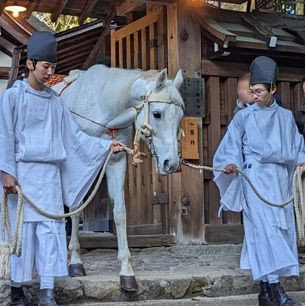 世界遺産『上賀茂神社』で邪気を祓う神馬の儀式～白馬奏覧神事