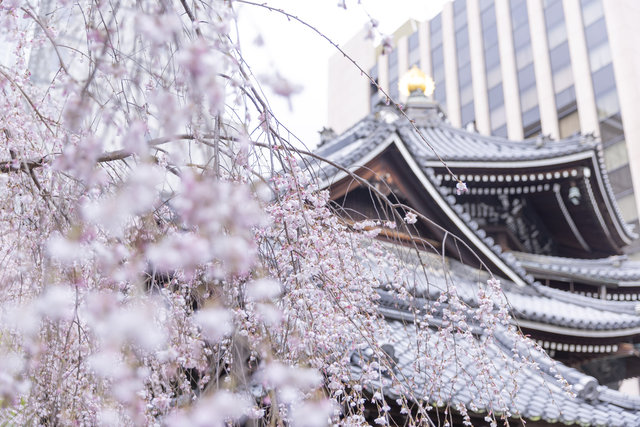 【京都桜2024】フォトスポット満載♪ 見頃の御幸桜が美しく「六角堂」【京都花めぐり】