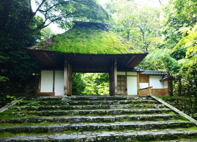 京都癒しスポット】新緑の『法然院』 静寂を楽しみながら散策しま