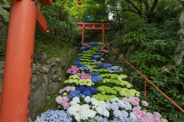 京都あじさい】大人気の紫陽花の階段、花手水も美しい「柳谷観音 楊谷