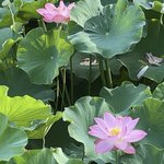【厳選5スポット】京都オススメ夏の花『蓮』が美しい寺院☆京都ツウ知る穴場～世界遺産まで