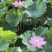 【厳選5スポット】京都オススメ夏の花『蓮』が美しい寺院☆京都ツウ知る穴場～世界遺産まで