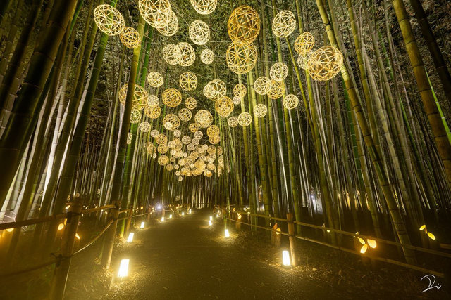 京都嵐山】4年ぶりに復活！幻想的な竹林ライトアップ「嵐山月灯路