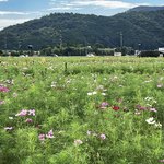 【京都秋の花】10日1日～期間限定☆約800万本20品種のコスモス揺れる「夢コスモス園」