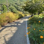 【2025京都秋の花】市民憩い『秋桜』名残り☆国宝・琵琶湖疏水の穴場遊歩道「山科疏水」