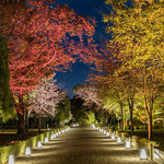 【京都イベント】光の城で月を感じながら秋を満喫「NAKED meets 二条城 2025 観月」