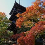 京の紅葉散策　見頃近し！左京区の浄土寺エリア　金戒光明寺、栄摂院、真如堂