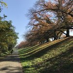 【2025京都紅葉最新】春は桜並木トンネル名所！秋は桜紅葉と陰影美の穴場「背割堤」