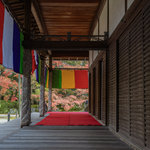 【京都紅葉2025】南禅寺境内と天授庵 五色幕と紅葉の雅やかな風景