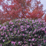 【京都紅葉2025】気品ある花と紅葉をゆったり散策　皇室ゆかり「霊鑑寺」秋の特別拝観」