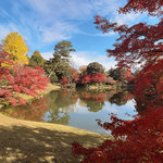 【2025京都紅葉】一生に一度は見たい京都御苑内池泉回遊式庭園の絶景「仙洞・大宮御所」