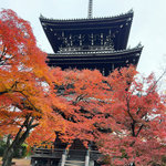 【2025京都紅葉】今年は紅葉進行早め☆吉田山彩る『そうだ京都、行こう。』名所「真如堂」