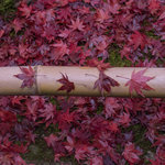 【京都紅葉2025】しっとりとした真っ赤な紅葉が魅力 紅葉の穴場スポット「栄摂院」