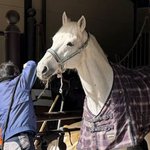 午年に是非とも訪れたい見学自由の厩舎「京都平安騎馬隊」