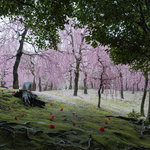 【見頃】早春、京都の風物詩 150本のしだれ梅は圧巻の美しさ「城南宮」【京都花めぐり】