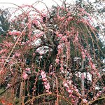 【京都】見頃近し　街を一望できる梅の新名所「三室戸寺」