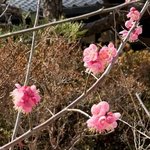 【京都の梅】お酒・子授け・猫で親しまれる「梅宮大社」で梅の花が見頃