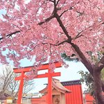 【2026京都桜スポット】知る人ぞ知る桜の名所「車折神社」の河津桜が見ごろ！