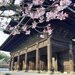 【京都桜最新2026】桜名所集中エリアパトロール！南禅寺～インクライン～清流亭～哲学の道