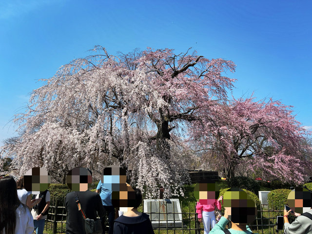 【京都桜最新2026】祇園界隈の名所パトロール！八坂神社円山公園～祇園白川～安井金比羅宮