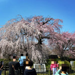 【京都桜最新2026】祇園界隈の名所パトロール！八坂神社円山公園～祇園白川～安井金比羅宮