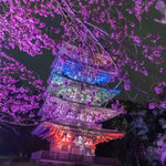 【京都醍醐寺】初開催！世界遺産で国宝と共に、夜桜を楽しむライトアップイベント