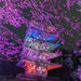 【京都醍醐寺】初開催！世界遺産で国宝と共に、夜桜を楽しむライトアップイベント