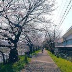 【京の桜巡2026】鴨川沿いの早咲き桜、枝垂れ桜も見頃！塩小路橋・川端七条周辺